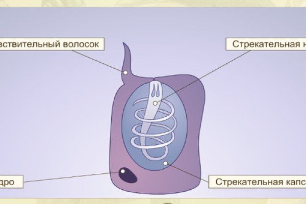Кракен маркет даркнет только через торг