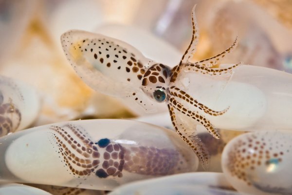 Kraken даркнет рынок