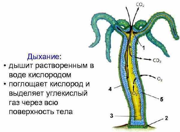 Кракен ссылка германия
