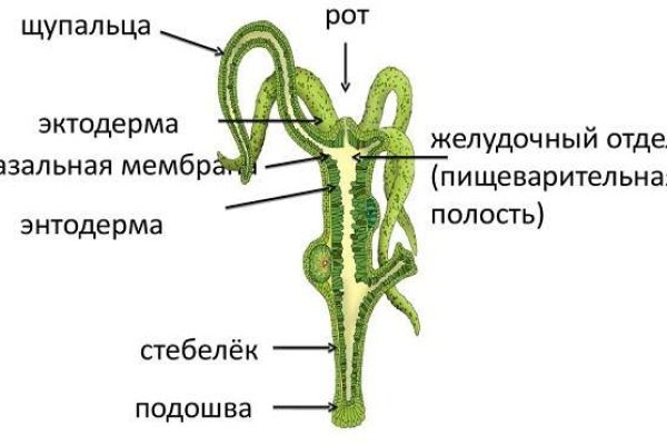 Kraken21 at сайт